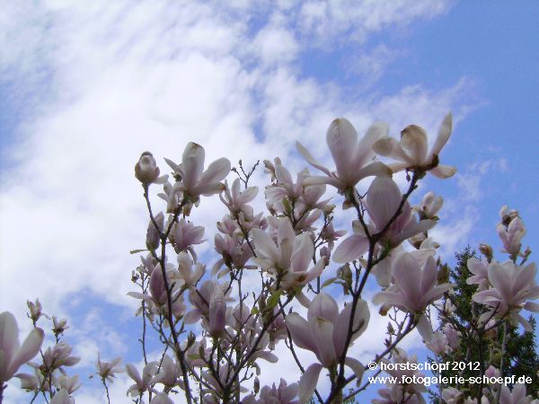 Magnolienblueten (2)